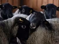 Oveja, Dorper sheep — foto 2