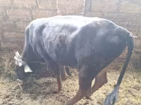 Toro, Aberdeen-Angus — foto 4