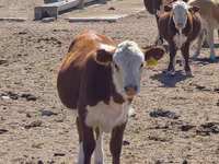 母牛, Latvian Blue cattle — 照片 4