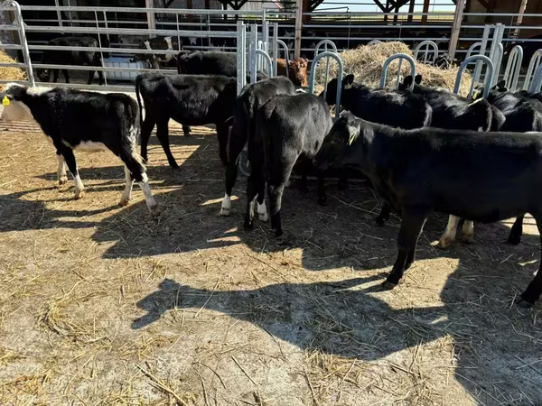 Vaca, Aberdeen-Angus
