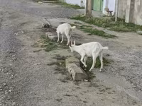 母山羊, Goats — 照片 3
