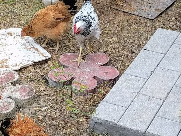 Chickens