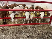 Rinder (Partie, Geschlecht nicht angegeben), Simmental cattle — Foto 1