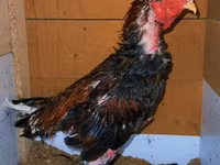 Chickens — 4-сурет