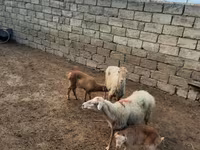 भेड़, भेड़ — फ़ोटो 6