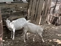 Cabra, Saanen goat — foto 2