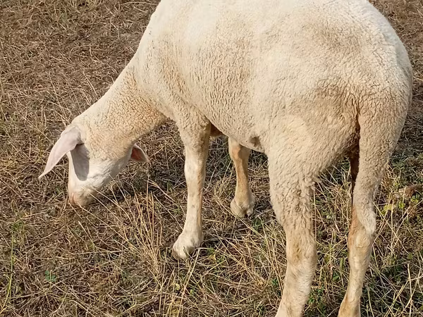 Qoʻy, Merino sheep