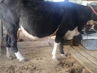 Kuh, Russian Black pied cattle — Foto 3