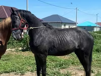 Horse (M), Anglo-Arabian — photo 3