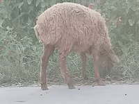 نعجة, الأغنام — الصورة 1