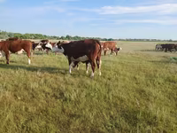 Сиыр, Latvian Blue cattle — 2-сурет