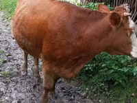 Cow, Cattle — photo 6