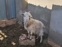 عنزة, Saanen goat — الصورة 4