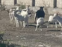 Goat, Goats — photo 2