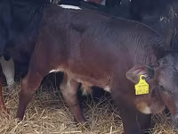 Bulle, Simmental cattle — Foto 2