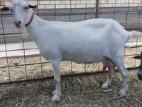 Ziege, Saanen goat — Foto 1