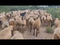 Oveja, Ovejas — foto 1
