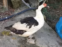 pato criollo doméstico — foto 2