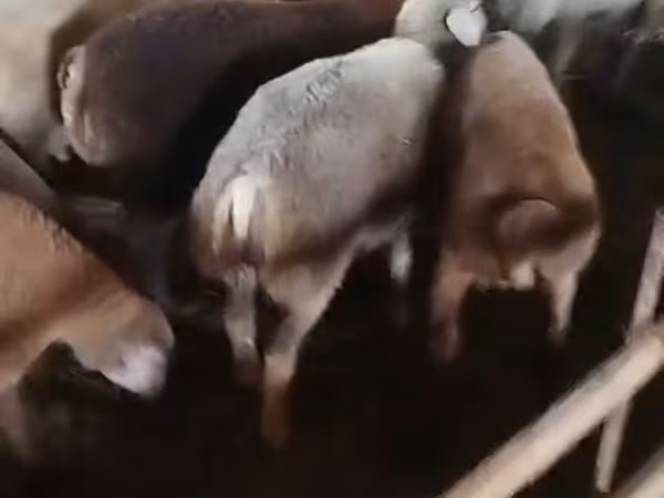 Қойлар (топ, жынысы көрсетілмеген), Қойлар