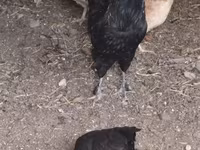 Chickens — الصورة 2