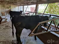 Cow, Cattle — photo 2