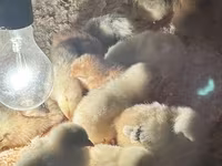 Chickens — 3-сурет
