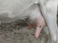 Dişi keçi, Saanen goat — foto 7