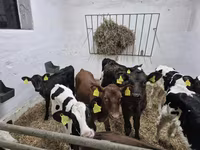 सांड, Russian Black pied cattle — फ़ोटो 4