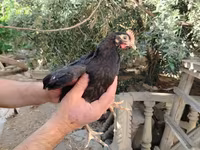 Chickens — Foto 1