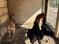 Chickens — फ़ोटो 2