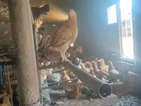 Chickens — 2-сурет