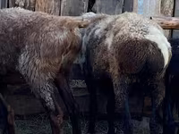 公羊, Sheep — 照片 4