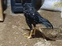 Chickens — 5-rasm