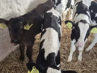 Toro, Raza Holstein — foto 2