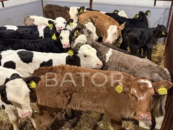 Cow, Simmental cattle