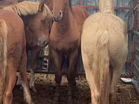 Horse (M), New Altai Horse — photo 3