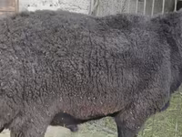 Qoʻchqor, Hissar sheep — 5-rasm