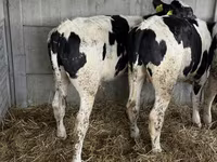Bulle, Russian Black pied cattle — Foto 3