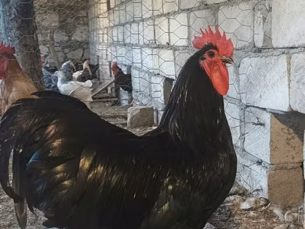 Chickens