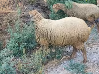 公羊, Sheep — 照片 5