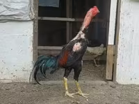 Chickens — photo 1
