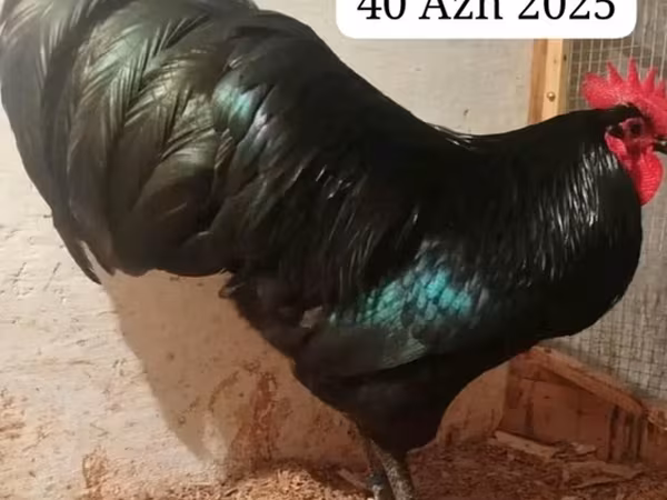 Австралорп