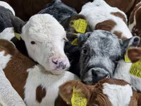 Rinder (Partie, Geschlecht nicht angegeben), Simmental cattle — Foto 2