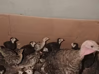 Turkeys — الصورة 3