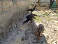 Chickens — फ़ोटो 4