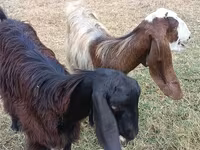 Ziege, Damask goat — Foto 2