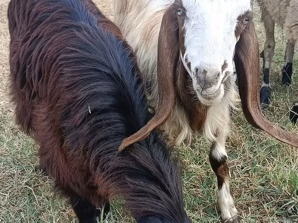 Ziege, Damask goat