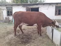Kuh, Latvian Blue cattle — Foto 7