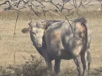 Kuh, Latvian Blue cattle — Foto 2
