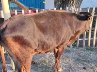 Cow, Cattle — photo 8